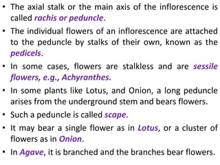 • The axial stalk or the main axis of the inflorescence is
called rachis or peduncle.
• The individual flowers of an inflorescence are attached
to the peduncle by stalks of their own, known as the
pedicels.
• In some cases, flowers are stalkless and are sessile
flowers, e.g., Achyranthes.
• In some plants like Lotus, and Onion, a long peduncle
arises from the underground stem and bears flowers.
• Such a peduncle is called scape.
• It may bear a single flower as in Lotus, or a cluster of
flowers as in Onion.
• In Agave, it is branched and the branches bear flowers.
 