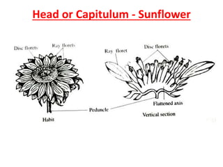 Head or Capitulum - Sunflower
 