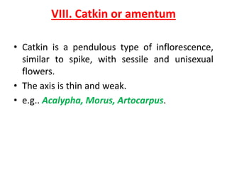 VIII. Catkin or amentum
• Catkin is a pendulous type of inflorescence,
similar to spike, with sessile and unisexual
flowers.
• The axis is thin and weak.
• e.g.. Acalypha, Morus, Artocarpus.
 