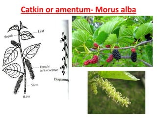 Catkin or amentum- Morus alba
 
