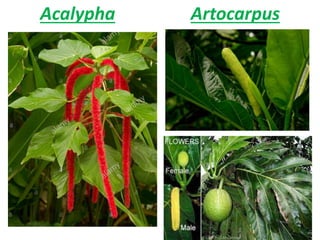 Acalypha Artocarpus
 