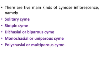 • There are five main kinds of cymose inflorescence,
namely
• Solitary cyme
• Simple cyme
• Dichasial or biparous cyme
• Monochasial or uniparous cyme
• Polychasial or multiparous cyme.
 