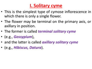 I. Solitary cyme
• This is the simplest type of cymose inflorescence in
which there is only a single flower.
• The flower may be terminal on the primary axis, or
axillary in position.
• The former is called terminal solitary cyme
• (e.g., Gossypium),
• and the latter is called axillary solitary cyme
• (e.g., Hibiscus, Datura).
 