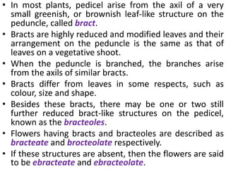• In most plants, pedicel arise from the axil of a very
small greenish, or brownish leaf-like structure on the
peduncle, called bract.
• Bracts are highly reduced and modified leaves and their
arrangement on the peduncle is the same as that of
leaves on a vegetative shoot.
• When the peduncle is branched, the branches arise
from the axils of similar bracts.
• Bracts differ from leaves in some respects, such as
colour, size and shape.
• Besides these bracts, there may be one or two still
further reduced bract-like structures on the pedicel,
known as the bracteoles.
• Flowers having bracts and bracteoles are described as
bracteate and brocteolate respectively.
• If these structures are absent, then the flowers are said
to be ebracteate and ebracteolate.
 