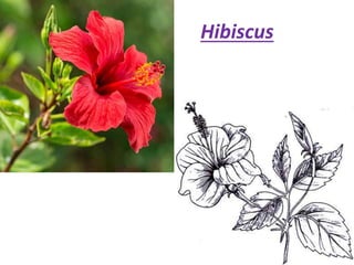 Hibiscus
 