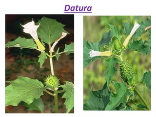 Datura
 