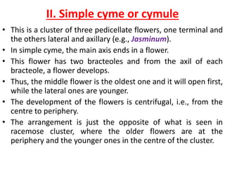 II. Simple cyme or cymule
• This is a cluster of three pedicellate flowers, one terminal and
the others lateral and axillary (e.g., Jasminum).
• In simple cyme, the main axis ends in a flower.
• This flower has two bracteoles and from the axil of each
bracteole, a flower develops.
• Thus, the middle flower is the oldest one and it will open first,
while the lateral ones are younger.
• The development of the flowers is centrifugal, i.e., from the
centre to periphery.
• The arrangement is just the opposite of what is seen in
racemose cluster, where the older flowers are at the
periphery and the younger ones in the centre of the cluster.
 