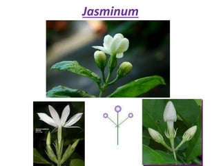Jasminum
 
