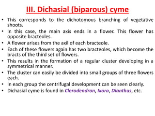 III. Dichasial (biparous) cyme
• This corresponds to the dichotomous branching of vegetative
shoots.
• In this case, the main axis ends in a flower. This flower has
opposite bracteoles.
• A flower arises from the axil of each bracteole.
• Each of these flowers again has two bracteoles, which become the
bracts of the third set of flowers.
• This results in the formation of a regular cluster developing in a
symmetrical manner.
• The cluster can easily be divided into small groups of three flowers
each.
• In each group the centrifugal development can be seen clearly.
• Dichasial cyme is found in Clerodendron, Ixora, Dianthus, etc.
 