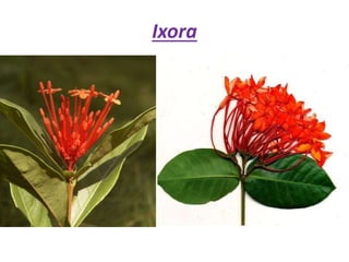 Ixora
 