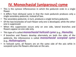IV. Monochasial (uniparous) cyme
• This is the cymose inflorescence in which the peduncle ends in a single
flower.
• It differs from dichasial cyme in that the main peduncle produces only a
single secondary peduncle, instead of two.
• The secondary peduncle, in turn, produces a single tertiary peduncle.
• Of the two bracteoles of each flower only one is developed, while the other
one is suppressed.
• When this suppression occurs only on one side, lateral branches and
flowers appear on one side only.
• This type of is called monochasial helicoid cyme (e.g., Hamelia).
• If branches and flowers develop alternately on both the sides of the
pedencle, the inforescence is called monochasial scorpiod cyme
(e.g., Heliotropium).
• In helicoid cyme, all flowers are on the same side of the axis while in
scorpioid cyme the flowers alternate on the axis.
 