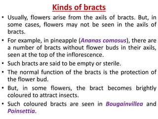 Kinds of bracts
• Usually, flowers arise from the axils of bracts. But, in
some cases, flowers may not be seen in the axils of
bracts.
• For example, in pineapple (Ananas comosus), there are
a number of bracts without flower buds in their axils,
seen at the top of the inflorescence.
• Such bracts are said to be empty or sterile.
• The normal function of the bracts is the protection of
the flower bud.
• But, in some flowers, the bract becomes brightly
coloured to attract insects.
• Such coloured bracts are seen in Bougainvillea and
Poinsettia.
 