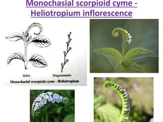 Monochasial scorpioid cyme -
Heliotropium inflorescence
 