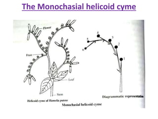 The Monochasial helicoid cyme
 