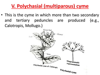V. Polychasial (multiparous) cyme
• This is the cyme in which more than two secondary
and tertiary peduncles are produced (e.g.,
Calotropis, Mollugo.)
 