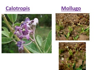 Calotropis Mollugo
 