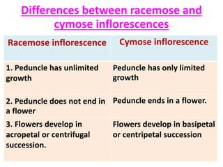 Differences between racemose and
cymose inflorescences
Racemose inflorescence Cymose inflorescence
1. Peduncle has unlimited
growth
Peduncle has only limited
growth
2. Peduncle does not end in
a flower
Peduncle ends in a flower.
3. Flowers develop in
acropetal or centrifugal
succession.
Flowers develop in basipetal
or centripetal succession
 