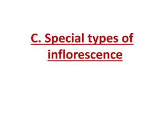 C. Special types of
inflorescence
 