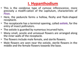 I. Hypanthodium
• This is the condense type of cymose inflorescence, more
precisely a modifi-cation of the capitulum, characteristic of
Ficus.
• Here, the peduncle forms a hollow, fleshy and flask-shaped
receptacle.
• The receptacele has a terminal opening, called ostiole, for the
entry of insect pollinators.
• The ostiole is guarded by numerous incurved hairs.
• Many small, sessile and unisexual flowers are arranged along
the inner walls of the receptacle.
• The flowers include male female, and sterile flowers.
• Male flowers are seen near the ostiole, sterile flowers in the
middle and the female flowers towards the base.
 