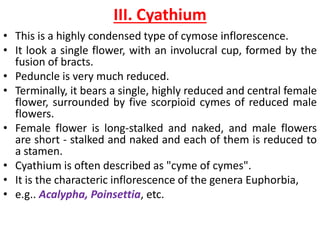 III. Cyathium
• This is a highly condensed type of cymose inflorescence.
• It look a single flower, with an involucral cup, formed by the
fusion of bracts.
• Peduncle is very much reduced.
• Terminally, it bears a single, highly reduced and central female
flower, surrounded by five scorpioid cymes of reduced male
flowers.
• Female flower is long-stalked and naked, and male flowers
are short - stalked and naked and each of them is reduced to
a stamen.
• Cyathium is often described as "cyme of cymes".
• It is the characteric inflorescence of the genera Euphorbia,
• e.g.. Acalypha, Poinsettia, etc.
 