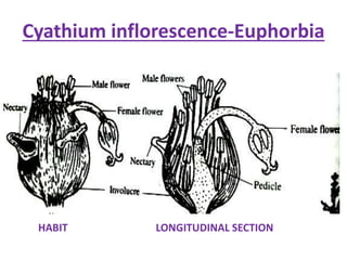 Cyathium inflorescence-Euphorbia
HABIT LONGITUDINAL SECTION
 