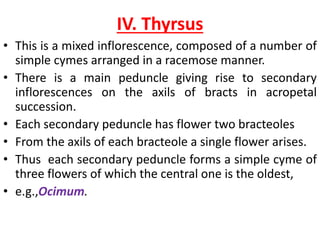 IV. Thyrsus
• This is a mixed inflorescence, composed of a number of
simple cymes arranged in a racemose manner.
• There is a main peduncle giving rise to secondary
inflorescences on the axils of bracts in acropetal
succession.
• Each secondary peduncle has flower two bracteoles
• From the axils of each bracteole a single flower arises.
• Thus each secondary peduncle forms a simple cyme of
three flowers of which the central one is the oldest,
• e.g.,Ocimum.
 