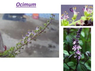Ocimum
 
