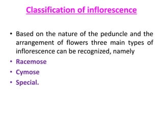 Classification of inflorescence
• Based on the nature of the peduncle and the
arrangement of flowers three main types of
inflorescence can be recognized, namely
• Racemose
• Cymose
• Special.
 
