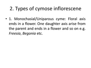 Uniparous Inflorescence | PPTX