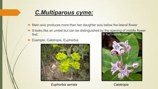 Inflorescence (Botany) | PPTX
