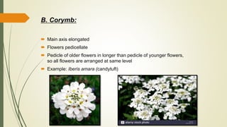 Inflorescence (Botany) | PPTX