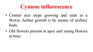 Inflorescence | PPTX