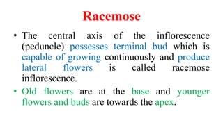 Racemose Inflorescence Introduction Inflorescence | PPTX