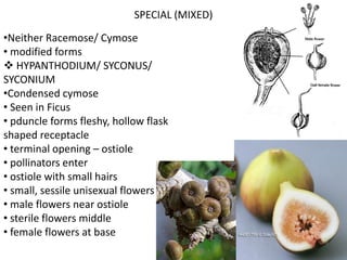 inflorescence in pharmacognosy plants.pdf