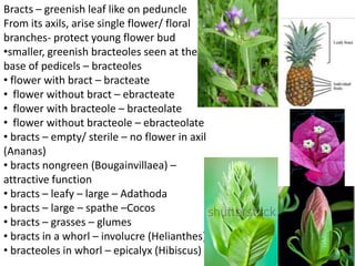 inflorescence in pharmacognosy plants.pdf