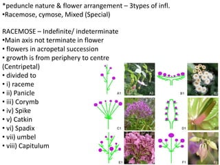 inflorescence in pharmacognosy plants.pdf