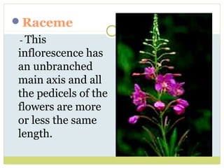 Trees With Raceme Inflorescence Inflorescence by pooja | PPT