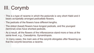 III. Corymb
 This is a type of raceme in which the peduncle is very short Habit and it
bears acropetally arranged pedicellate flowers.
 The pedicels of the flowers have different lengths.
 The oldest (basal) flowers have longest pedicels, and the youngest
(terminal) ones have shortest pedicels.
 As a result, all the flowers of the inflorescence stand more or less at the
same level, e.g., Caesalpinia, Gynandropsis.
 In many cases, the main axis of the corymb elongates after flowering so
that the corymb becomes a raceme.
 
