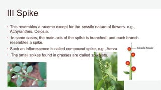 III Spike
 This resembles a raceme except for the sessile nature of flowers. e.g.,
Achyranthes, Celosia.
 In some cases, the main axis of the spike is branched, and each branch
resembles a spike.
 Such an inflorescence is called compound spike, e.g., Aerva.
 The small spikes found in grasses are called spikelets.
 