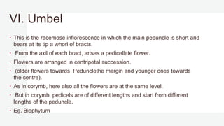 VI. Umbel
 This is the racemose inflorescence in which the main peduncle is short and
bears at its tip a whorl of bracts.
 From the axil of each bract, arises a pedicellate flower.
 Flowers are arranged in centripetal succession.
 (older flowers towards Pedunclethe margin and younger ones towards
the centre).
 As in corymb, here also all the flowers are at the same level.
 But in corymb, pedicels are of different lengths and start from different
lengths of the peduncle.
 Eg. Biophytum
 