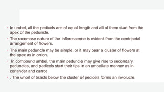 In umbel, all the pedicels are of equal length and all of them start from the
apex of the peduncle.
 The racemose nature of the inflorescence is evident from the centripetal
arrangement of flowers.
 The main peduncle may be simple, or it may bear a cluster of flowers at
the apex as in onion.
 In compound umbel, the main peduncle may give rise to secondary
peduncles, and pedicels start their tips in an umbellate manner as in
coriander and carrot
 . The whorl of bracts below the cluster of pedicels forms an involucre.
 