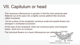 VII. Capitulum or head
 This racemose inflorescence is peculiar in that the main peduncle gets
flattened out at the apex into a slightly convex platform-like structure,
called receptacle.
 On the surface of the receptacle numerous small and sessile flowers are
arranged in centripetal succession.
 At the base of the receptacle, there are numerous green and triangular
bracts, which form an involucre.
 The individual flowers on a head inflorescence are called florets.
 
