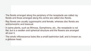  The florets arranged along the periphery of the receptacle are called ray
florets and those arranged along the centre are called disc florets.
 Ray florets are usually zygomorphic and female, whereas disc florets are
actinomorphic and bisexual.
 In some plants, such as Mimosa, Gomphrena, etc., the receptacle is not
flat, but is a swollen and spherical structure and the flowers are arranged
all over it.
 The whole inflorescence looks like a small badminton ball, and is known as
a globose head.
 