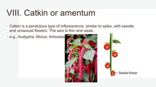 VIII. Catkin or amentum
 Catkin is a pendulous type of inflorescence, similar to spike, with sessile
and unisexual flowers. The axis is thin and weak.
 e.g., Acalypha, Morus, Artocarpus.
 