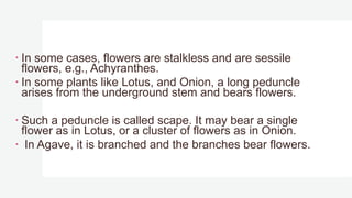  In some cases, flowers are stalkless and are sessile
flowers, e.g., Achyranthes.
 In some plants like Lotus, and Onion, a long peduncle
arises from the underground stem and bears flowers.
 Such a peduncle is called scape. It may bear a single
flower as in Lotus, or a cluster of flowers as in Onion.
 In Agave, it is branched and the branches bear flowers.
 