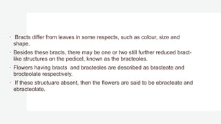  Bracts differ from leaves in some respects, such as colour, size and
shape.
 Besides these bracts, there may be one or two still further reduced bract-
like structures on the pedicel, known as the bracteoles.
 Flowers having bracts and bracteoles are described as bracteate and
brocteolate respectively.
 If these structuare absent, then the flowers are said to be ebracteate and
ebracteolate.
 
