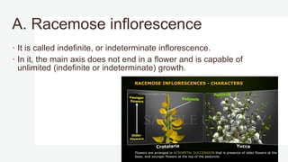 A. Racemose inflorescence
 It is called indefinite, or indeterminate inflorescence.
 In it, the main axis does not end in a flower and is capable of
unlimited (indefinite or indeterminate) growth.
 