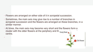  Flowers are arranged on either side of it in acropetal succession.
 Sometimes, the main axis may give rise to a number of branches in
acropetal succession and the flowers are arranged on these branches, in a
similar manner.
 At times, the main axis may become very short and the flowers form a
cluster with the older flowers at the periphery and the youngest one at
centre.

 