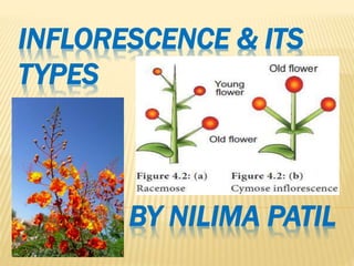 INFLORESCENCE & ITS
TYPES
BY NILIMA PATIL
 