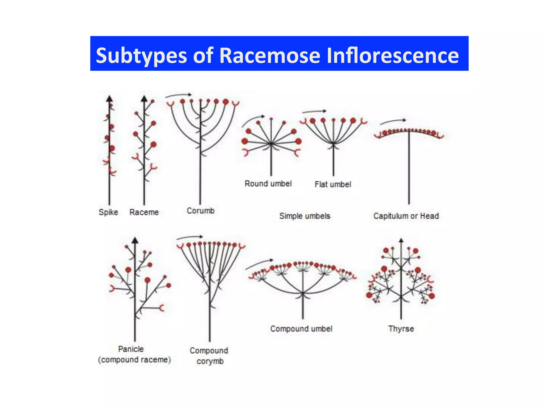Compound Spike Inflorescence Diagram